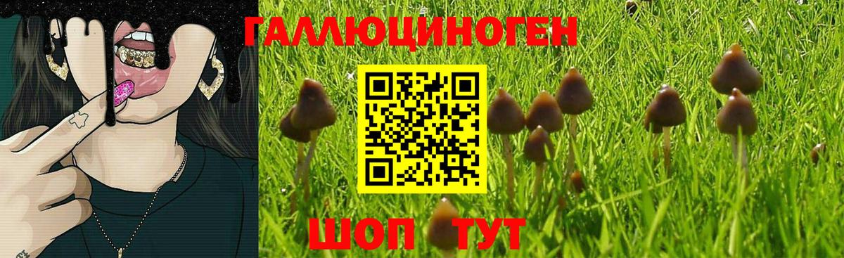Галлюциногенные грибы Psilocybine cubensis Калуга